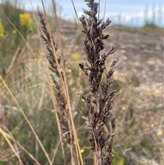 Carex appressa at Boolijah, NSW - 13 Aug 2025 by JaneR