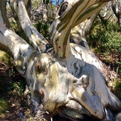 Eucalyptus pauciflora (A Snow Gum) at Charlotte Pass, NSW - 22 Jan 2019 by Jennybach