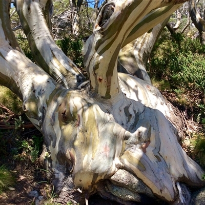 Eucalyptus pauciflora (A Snow Gum) at Charlotte Pass, NSW - 22 Jan 2019 by Jennybach