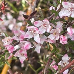 Boronia ledifolia (Ledum Boronia) at Boolijah, NSW - 13 Aug 2025 by JaneR