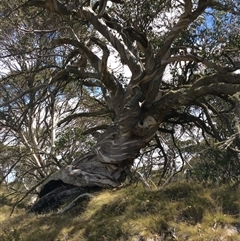 Eucalyptus pauciflora (A Snow Gum) at Cabramurra, NSW - 14 Mar 2019 by Jennybach