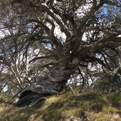 Eucalyptus pauciflora (A Snow Gum) at Cabramurra, NSW - 14 Mar 2019 by Jennybach