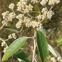 Pomaderris andromedifolia subsp. andromedifolia at Boolijah, NSW - 13 Aug 2025 by JaneR