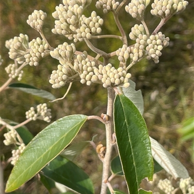 Pomaderris andromedifolia subsp. andromedifolia at Boolijah, NSW - 13 Aug 2025 by JaneR