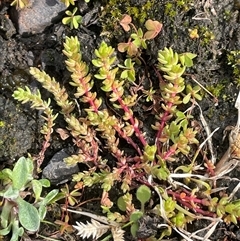 Crassula sieberiana (Austral Stonecrop) at Boolijah, NSW - 13 Aug 2025 by JaneR