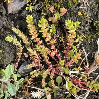 Crassula sieberiana (Austral Stonecrop) at Boolijah, NSW - 13 Aug 2025 by JaneR