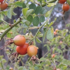 Rosa rubiginosa (Sweet Briar, Eglantine) at Theodore, ACT - 23 Jan 2025 by MichaelBedingfield