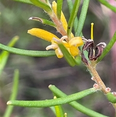 Persoonia mollis subsp. leptophylla at Boolijah, NSW - 13 Aug 2025 by JaneR