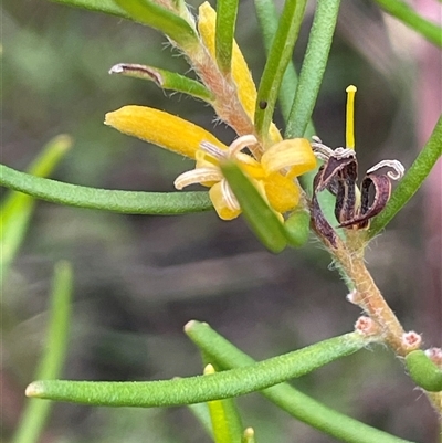 Persoonia mollis subsp. leptophylla at Boolijah, NSW - 13 Aug 2025 by JaneR