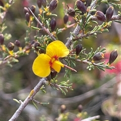 Dillwynia ramosissima (Bushy Parrot-pea) at Boolijah, NSW - 13 Aug 2025 by JaneR