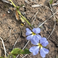 Dampiera stricta (Blue Dampiera) at Boolijah, NSW - 13 Aug 2025 by JaneR