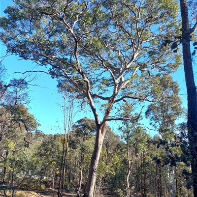 Eucalyptus rubida subsp. rubida (Candlebark) at Carwoola, NSW - 14 Aug 2025 by Liam.m