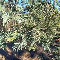 Acacia dealbata subsp. dealbata (Silver Wattle) at Carwoola, NSW - 14 Aug 2025 by Liam.m