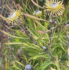Isopogon anemonifolius (Common Drumsticks) at Boolijah, NSW - 13 Aug 2025 by JaneR