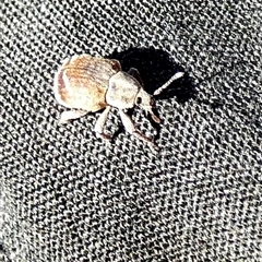 Iptergonus cionoides (A weevil) by Paul4K