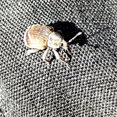 Iptergonus cionoides (A weevil) at  - suppressed by Paul4K