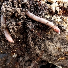 Oligochaeta (class) (Unidentified earthworm) at Borough, NSW - 13 Aug 2025 by Paul4K