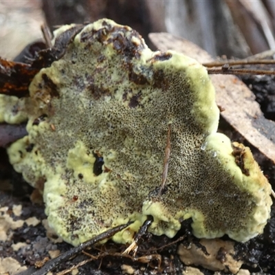 Unverified Pored or somewhat maze-like on underside [bracket polypores] at  - suppressed by Paul4K