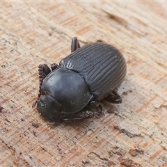 Unverified Beetle (Coleoptera) by Paul4K