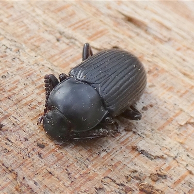 Unverified Beetle (Coleoptera) at  - suppressed by Paul4K