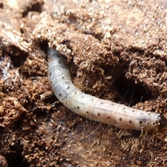 Lepidoptera unclassified IMMATURE (caterpillar or pupa or cocoon) at Borough, NSW - 13 Aug 2025 by Paul4K