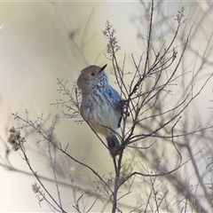 Acanthiza pusilla (Brown Thornbill) at Cook, ACT - 12 Aug 2025 by Rheardy