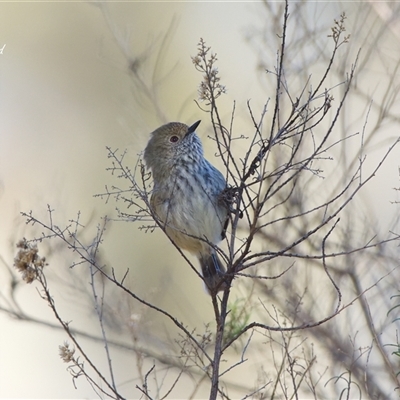 Acanthiza pusilla (Brown Thornbill) at Cook, ACT - 12 Aug 2025 by Rheardy