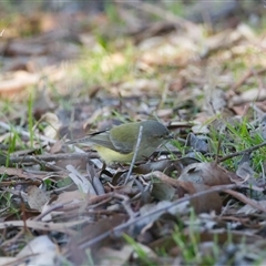 Smicrornis brevirostris (Weebill) at Cook, ACT - 12 Aug 2025 by Rheardy
