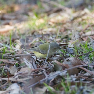 Smicrornis brevirostris (Weebill) at Cook, ACT - 12 Aug 2025 by Rheardy