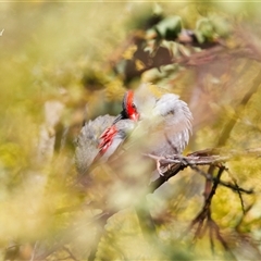 Neochmia temporalis (Red-browed Finch) at Cook, ACT - 12 Aug 2025 by Rheardy