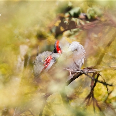 Neochmia temporalis (Red-browed Finch) at Cook, ACT - 12 Aug 2025 by Rheardy