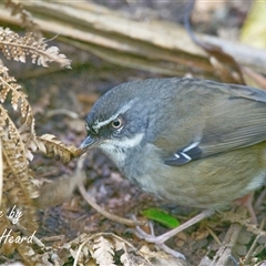 Sericornis frontalis (White-browed Scrubwren) at Acton, ACT - 13 Aug 2025 by Rheardy