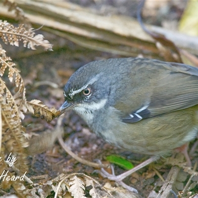 Sericornis frontalis (White-browed Scrubwren) at Acton, ACT - 13 Aug 2025 by Rheardy