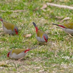 Neochmia temporalis (Red-browed Finch) at Acton, ACT - 13 Aug 2025 by Rheardy