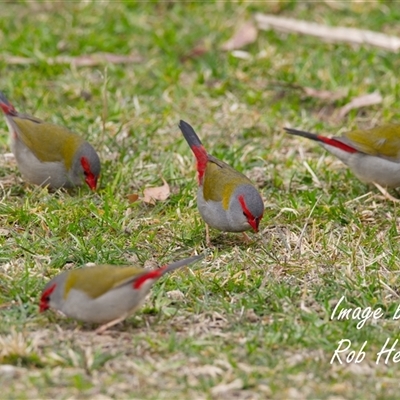 Neochmia temporalis (Red-browed Finch) at Acton, ACT - 13 Aug 2025 by Rheardy