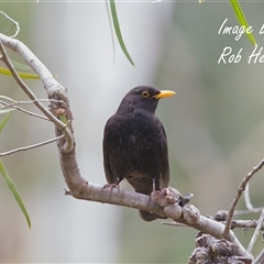 Turdus merula (Eurasian Blackbird) at Acton, ACT - 13 Aug 2025 by Rheardy