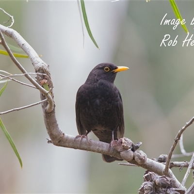 Turdus merula (Eurasian Blackbird) at Acton, ACT - 13 Aug 2025 by Rheardy