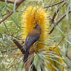 Acanthorhynchus tenuirostris (Eastern Spinebill) at Acton, ACT - 13 Aug 2025 by Rheardy