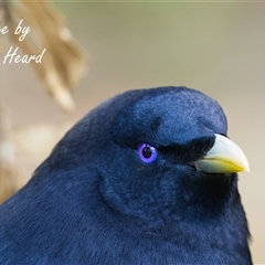 Ptilonorhynchus violaceus (Satin Bowerbird) at Acton, ACT - 13 Aug 2025 by Rheardy