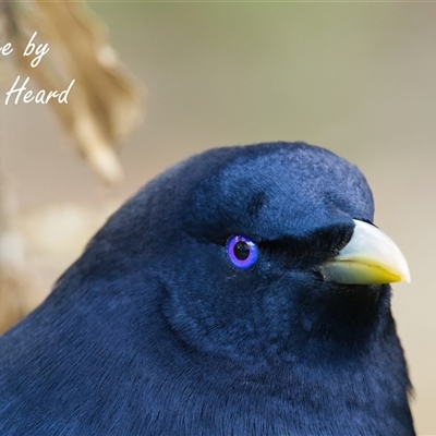 Ptilonorhynchus violaceus (Satin Bowerbird) at Acton, ACT - 13 Aug 2025 by Rheardy