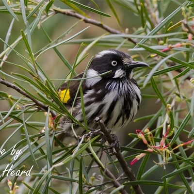 Phylidonyris novaehollandiae (New Holland Honeyeater) at Acton, ACT - 13 Aug 2025 by Rheardy