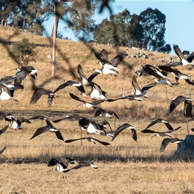 Threskiornis spinicollis (Straw-necked Ibis) at Wallaroo, NSW - 14 Aug 2025 by Jek
