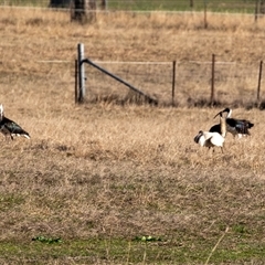 Threskiornis molucca (Australian White Ibis) at Wallaroo, NSW - 14 Aug 2025 by Jek