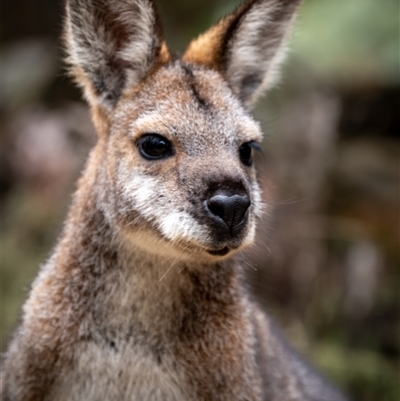 Notamacropus rufogriseus (Red-necked Wallaby) at Cotter River, ACT - 13 Aug 2025 by Jek