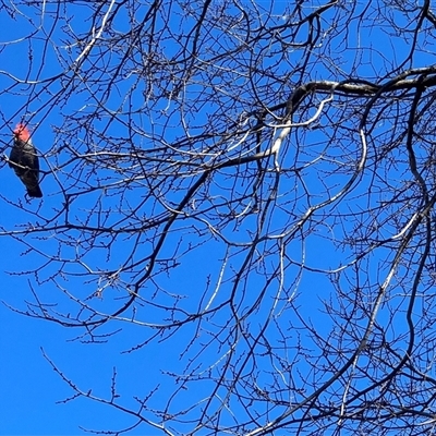 Callocephalon fimbriatum (Gang-gang Cockatoo) at Yarralumla, ACT - 12 Aug 2025 by Nangala