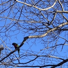Trichoglossus moluccanus (Rainbow Lorikeet) at Yarralumla, ACT - 9 Jul 2025 by Nangala