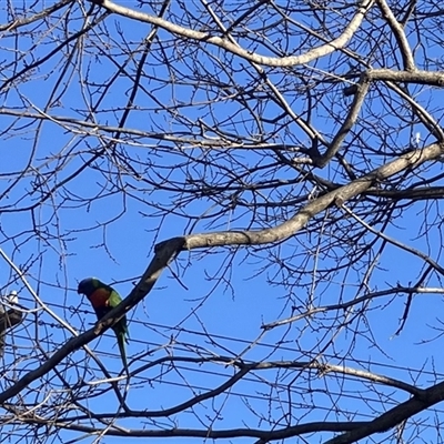 Trichoglossus moluccanus (Rainbow Lorikeet) at Yarralumla, ACT - 9 Jul 2025 by Nangala