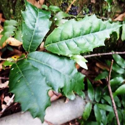Trophis scandens subsp. scandens at Jamberoo, NSW - 14 Aug 2025 by plants