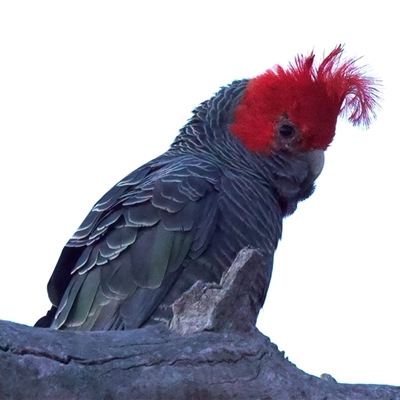 Callocephalon fimbriatum (Gang-gang Cockatoo) at Ainslie, ACT - 12 Aug 2025 by jb2602