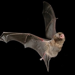 Miniopterus orianae bassanii (Southern Bent-wing Bat) by MichaelBedingfield